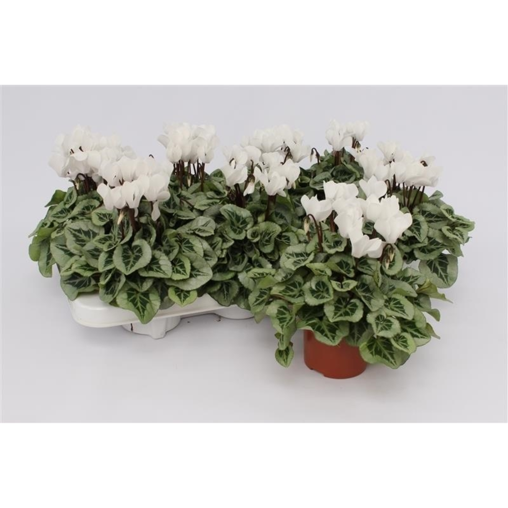 Cyclaam Super Serie Picasso White.