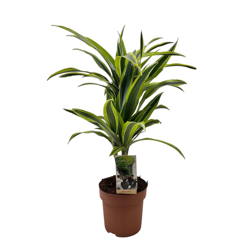 Dracaena Lemon Lime 30-15.