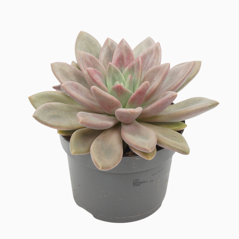 Pachyveria rosy crow 13 cm.