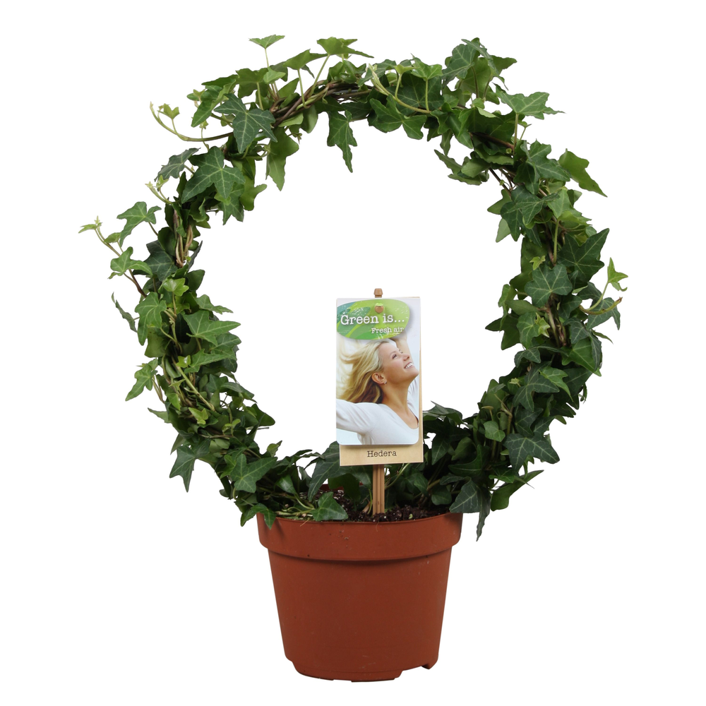 Hedera helix groen enkele boog.