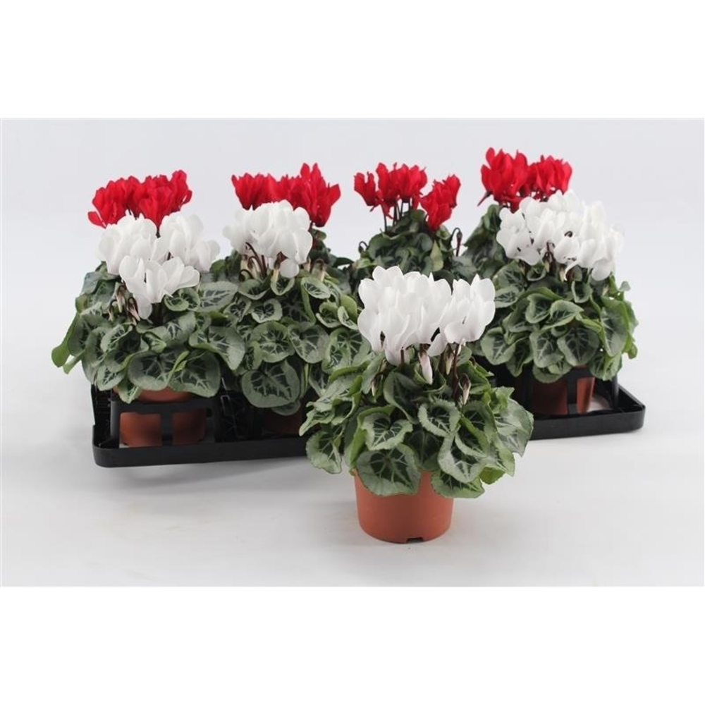 Cyclaam Picasso Red & White.