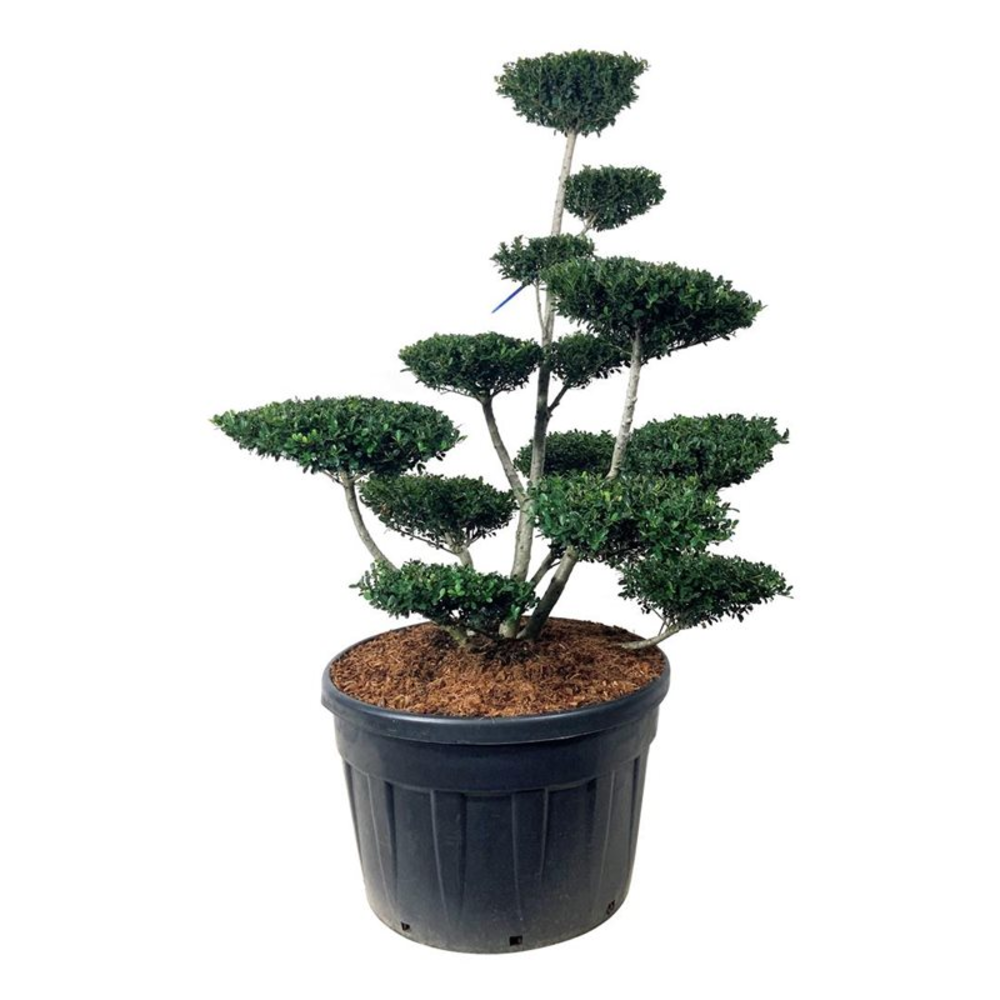 Ilex crenata 'Green Hedge'.