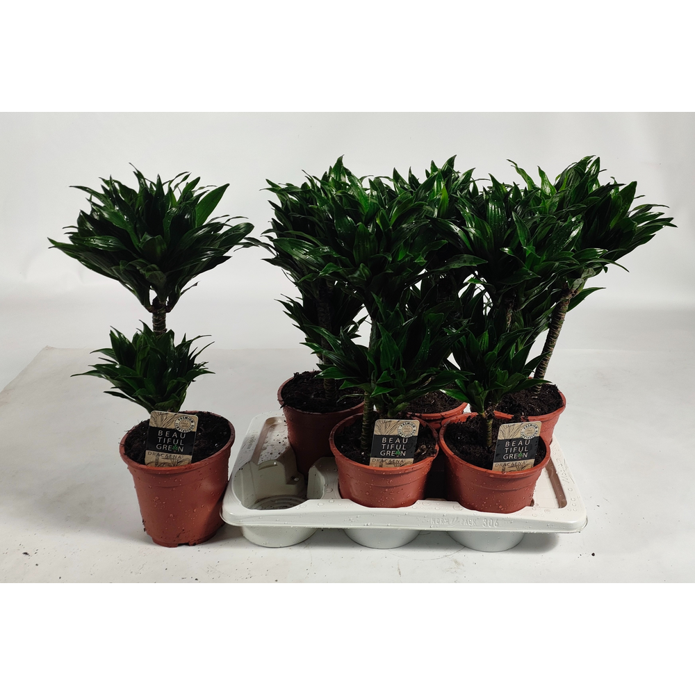 Dracaena compacta 30-10 55cm.