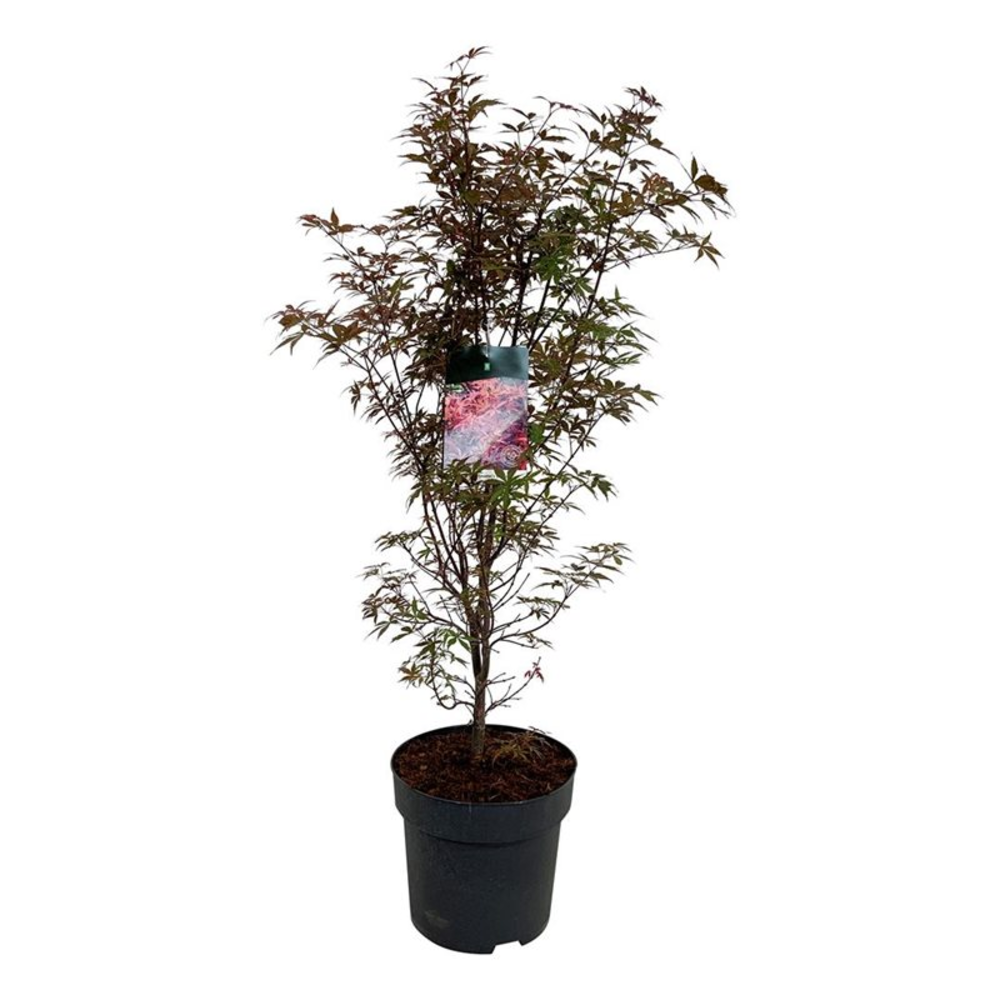 Acer pal. 'Skeeter's Broom'.