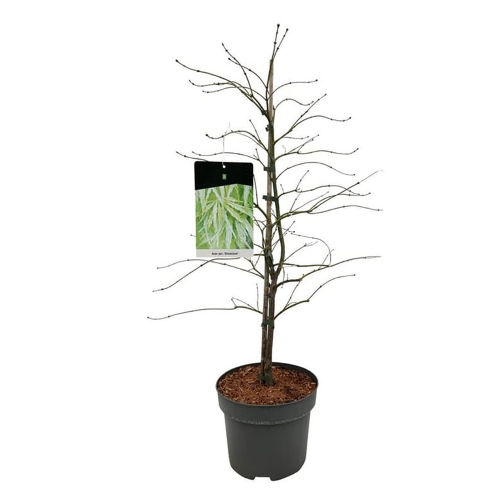Acer pal. 'Dissectum'.