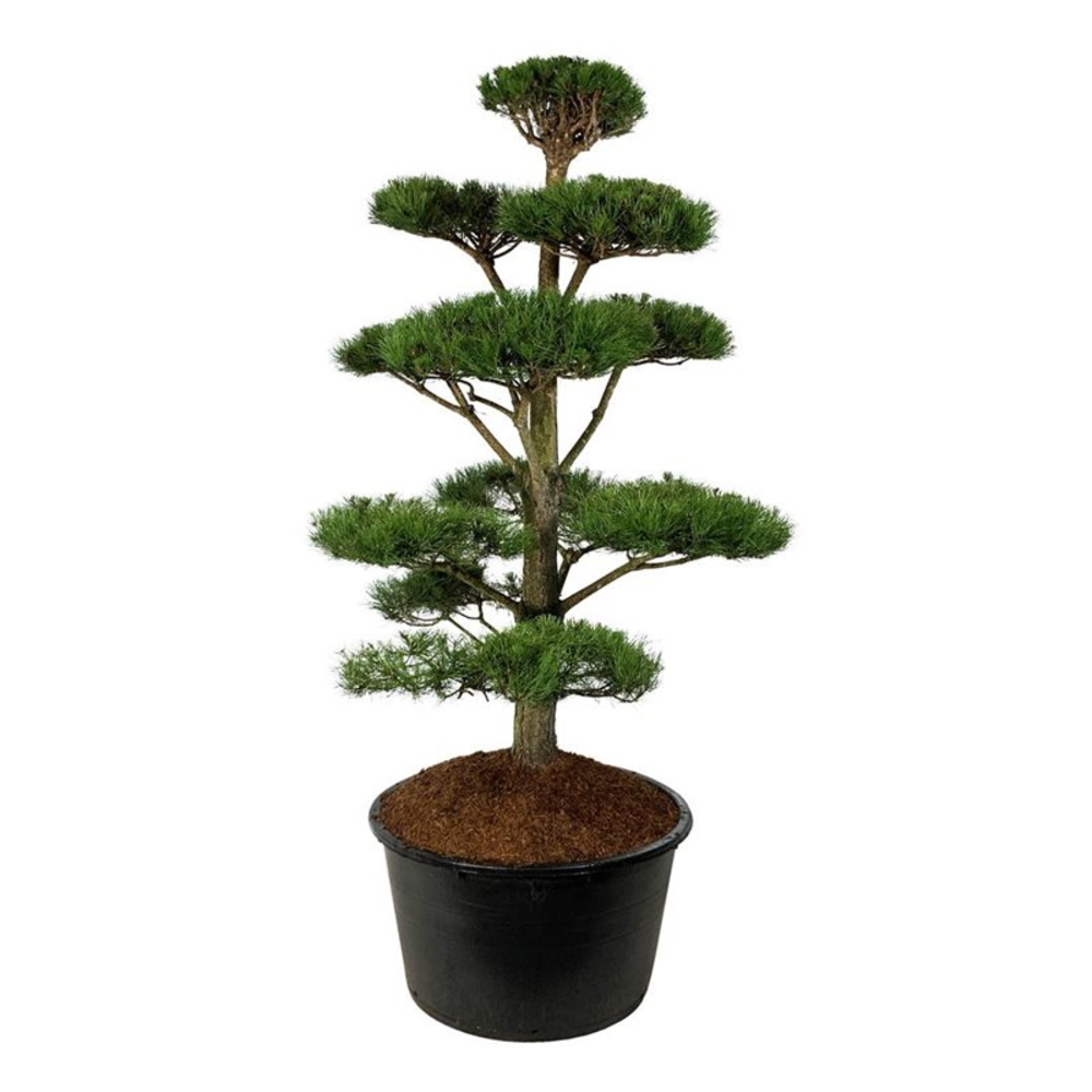 Pinus nigra nigra.
