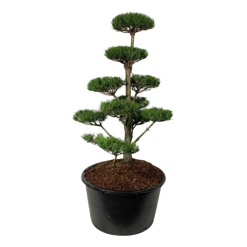 Pinus nigra nigra.