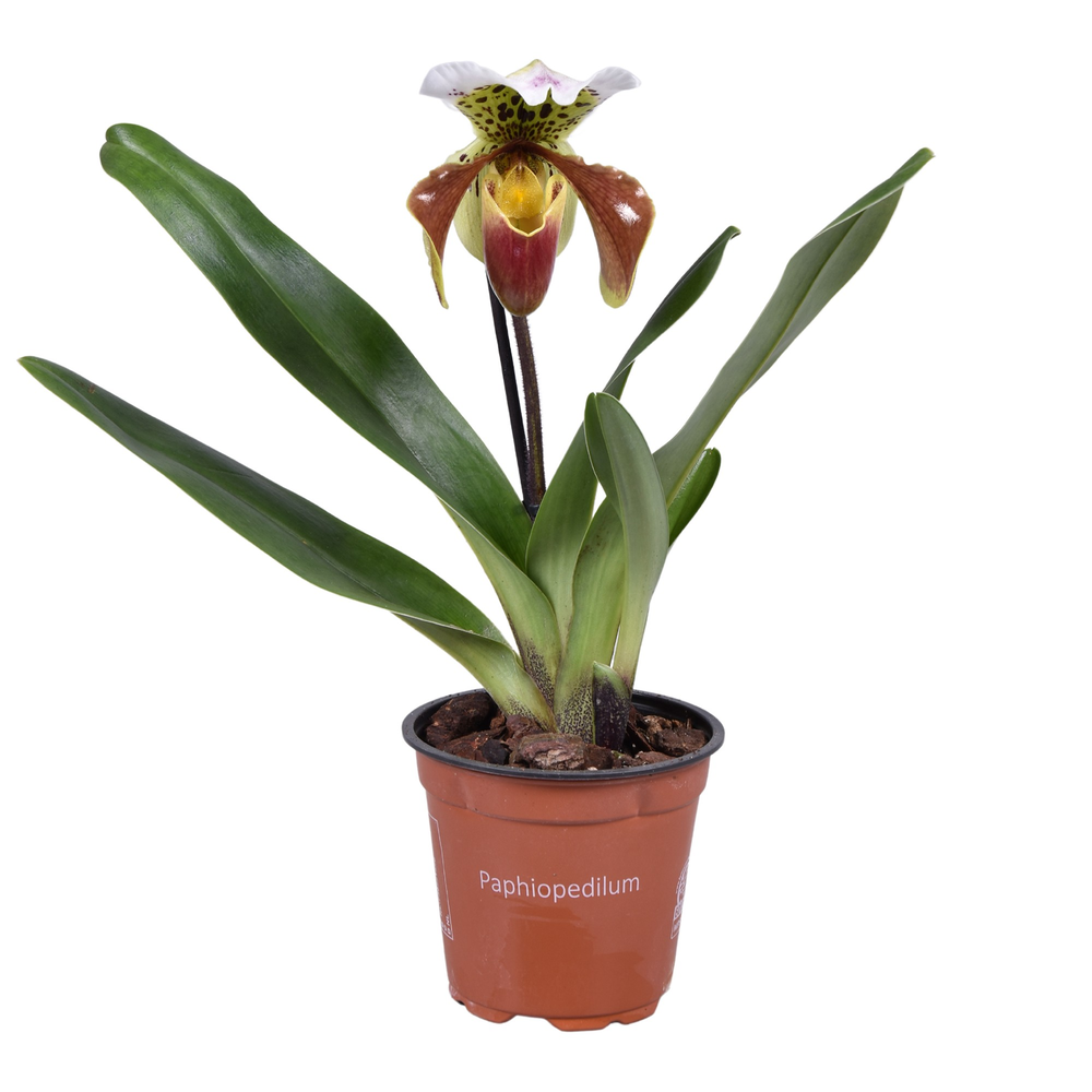 Paphiopedilum U.S.A. 12 cm.