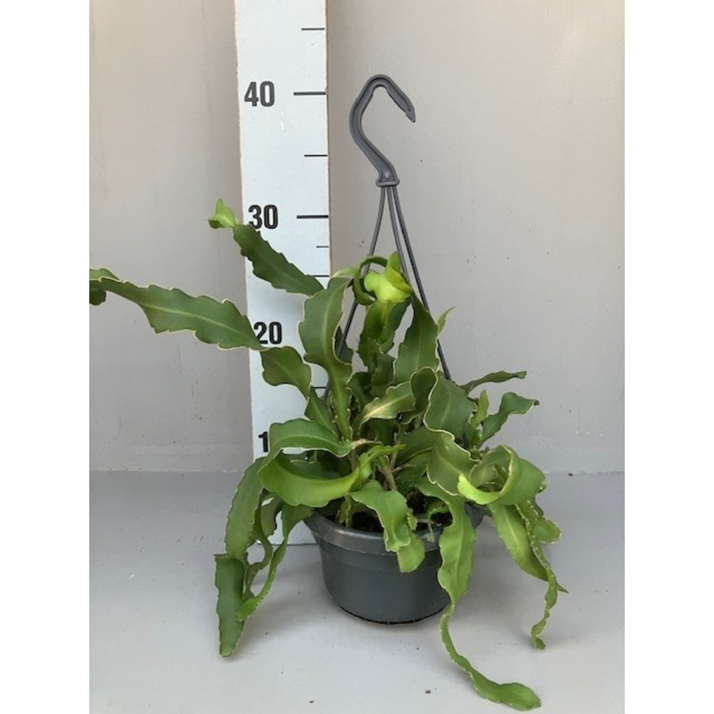 Epiphyllum guatemalense.