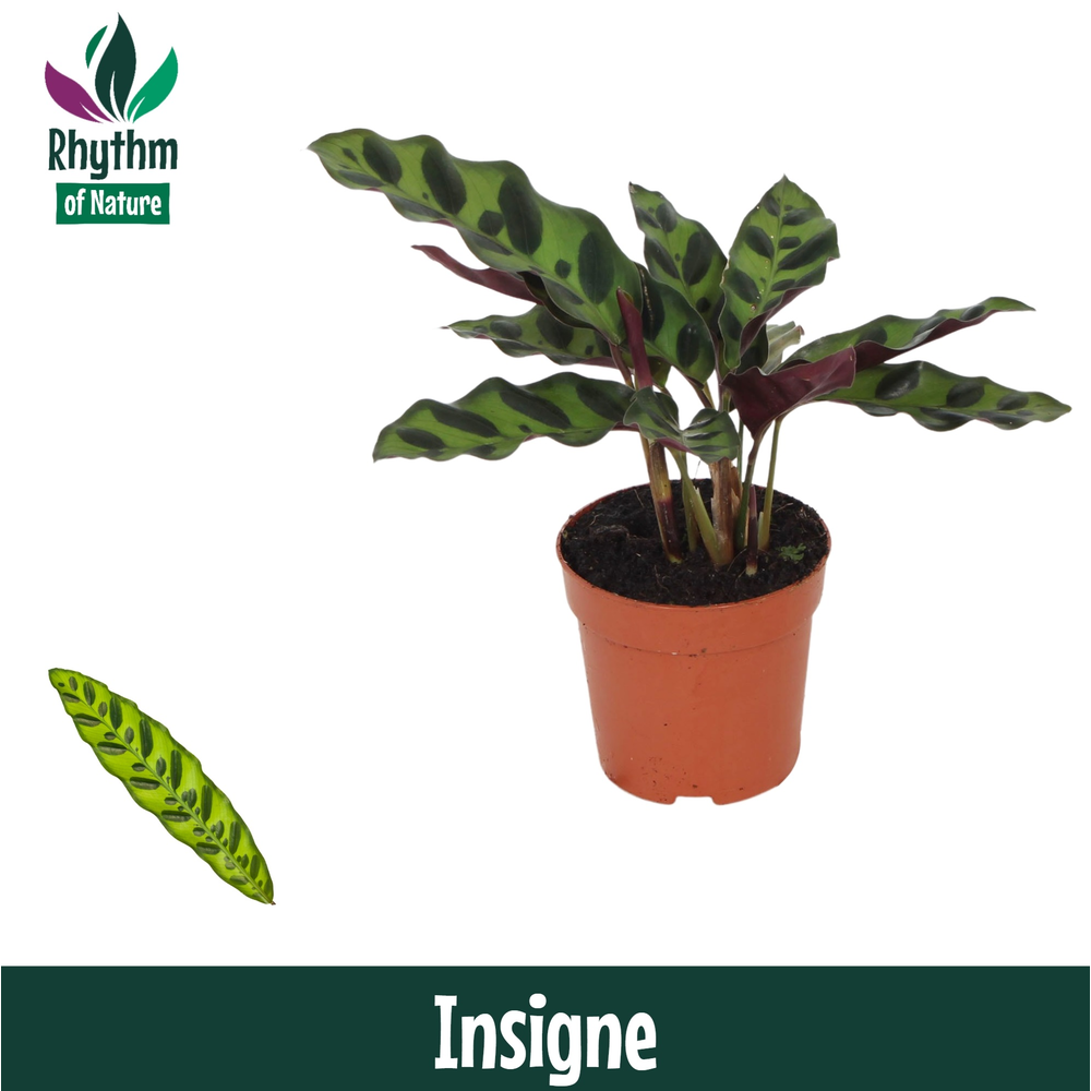 Calathea 7cm Insigne (Lancifolia).