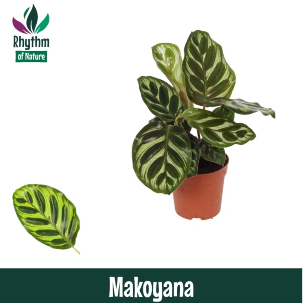 Calathea 7cm Makoyana.