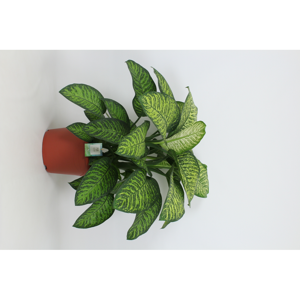 Purify Dieffenbachia Tropic Jewel 35 cm.