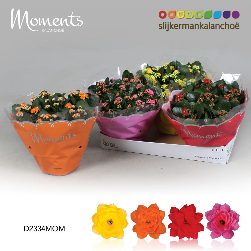 Kalanchoe Moments - 4 Colors Mix.