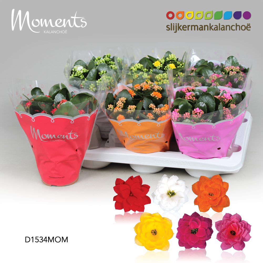 Kalanchoe Moments - 4 Colors Mix.