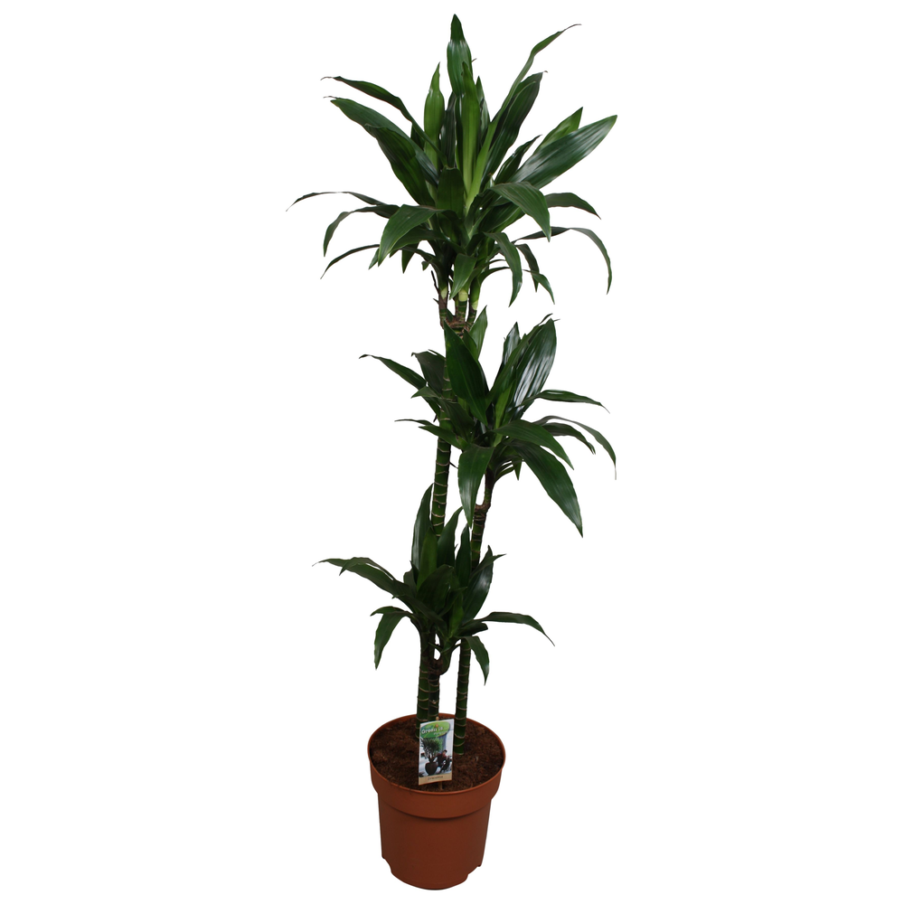 Dracaena Janet Craig 90-60-30.