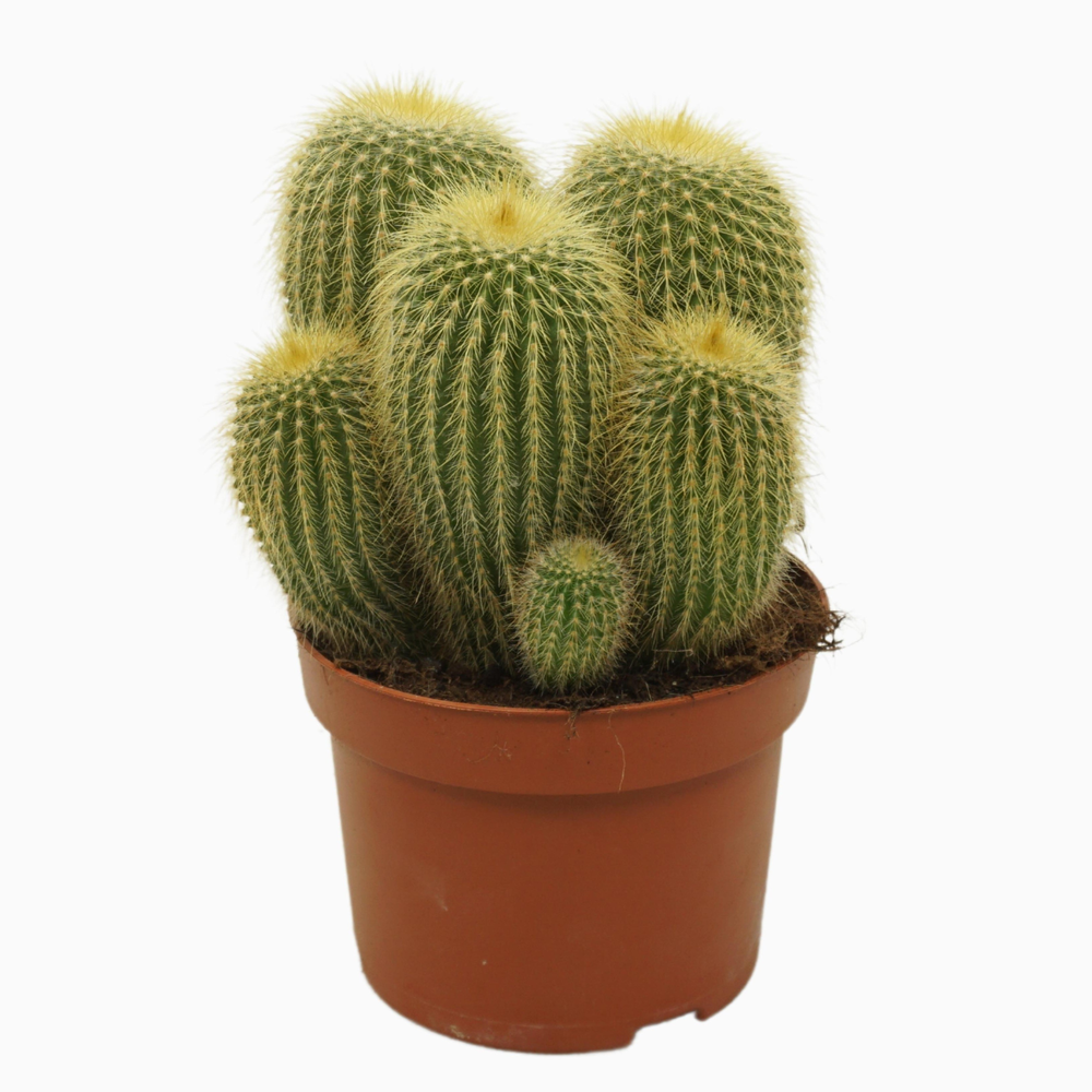 Eriocactus leninghausii 13 cm.