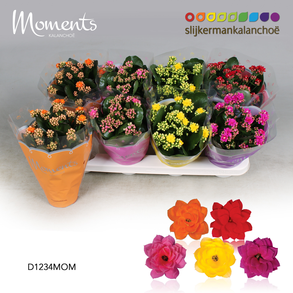 Kalanchoe Moments - 4 Colors Mix.