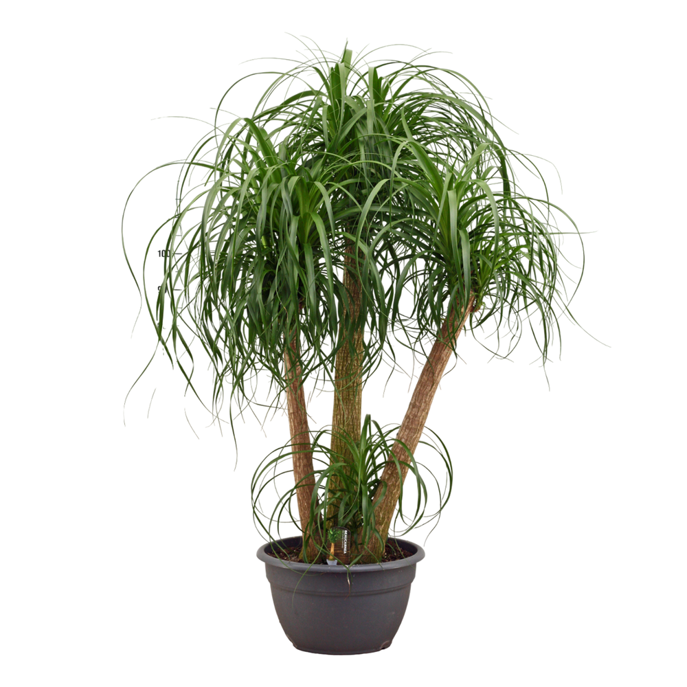 Beaucarnea vertakt 40 cm.