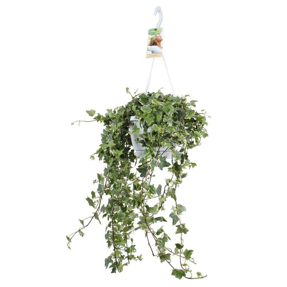 Hedera helix Eva - hang/XXL.