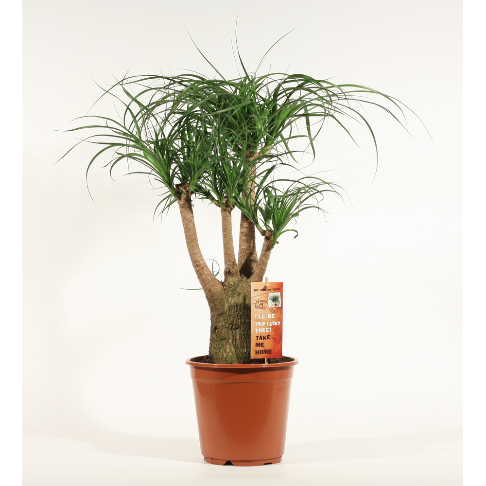 Beaucarnea vertakt 21 cm.
