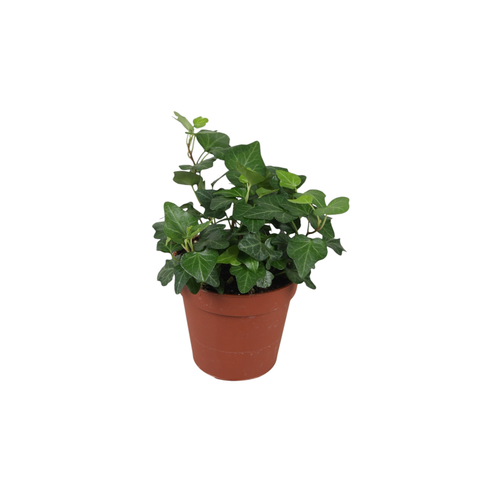 Hedera helix Wonder.