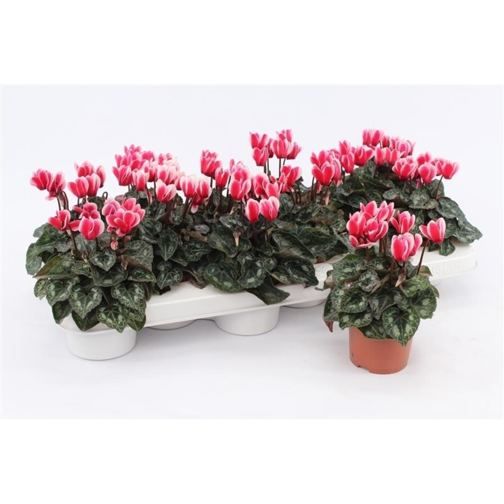 Cyclaam Picola Shine Red.