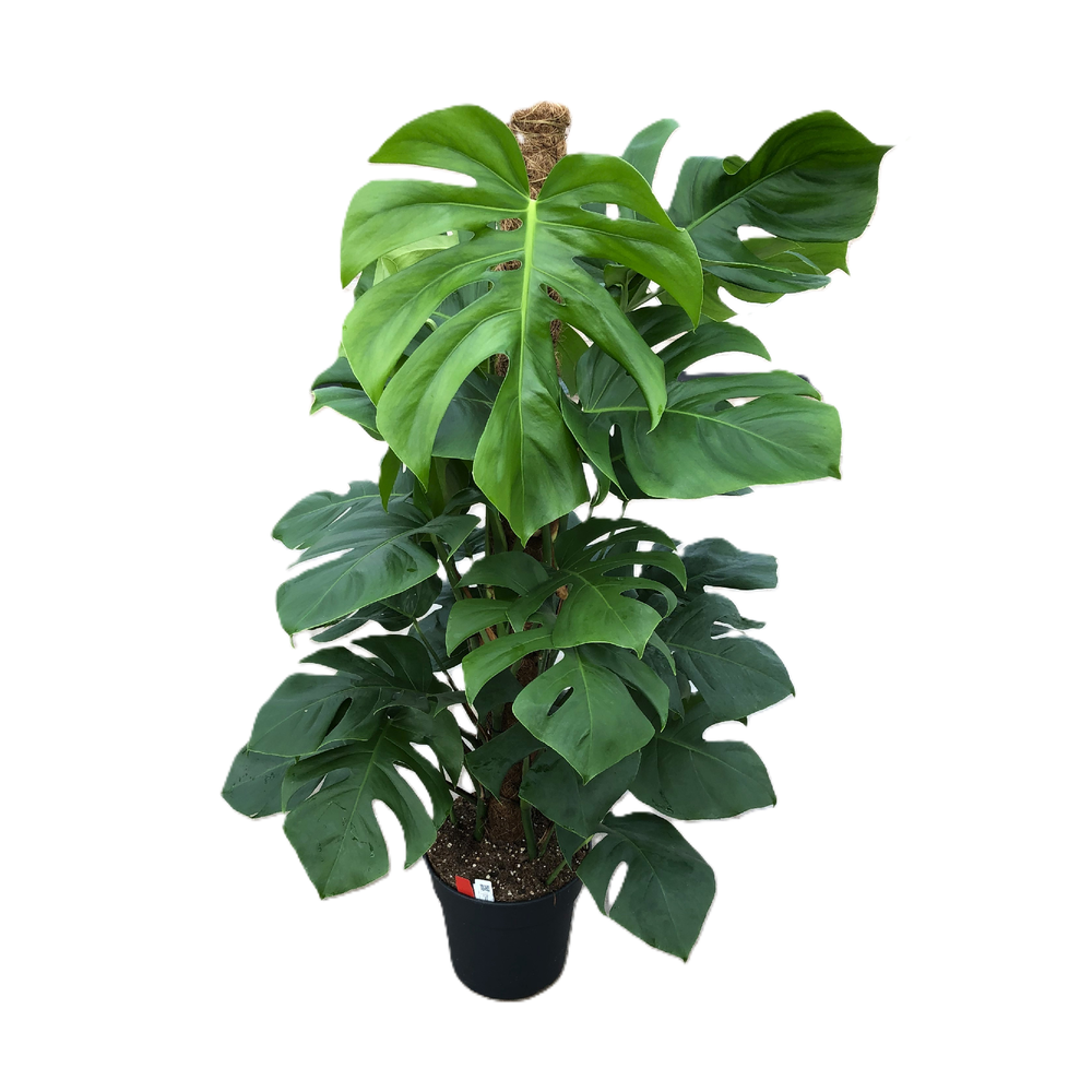 Monstera pertusum.