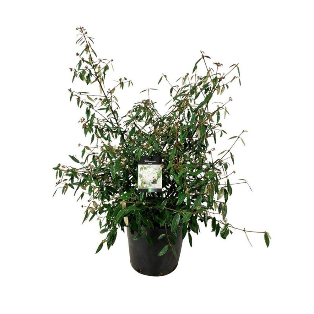 Viburnum 'Pragense'.