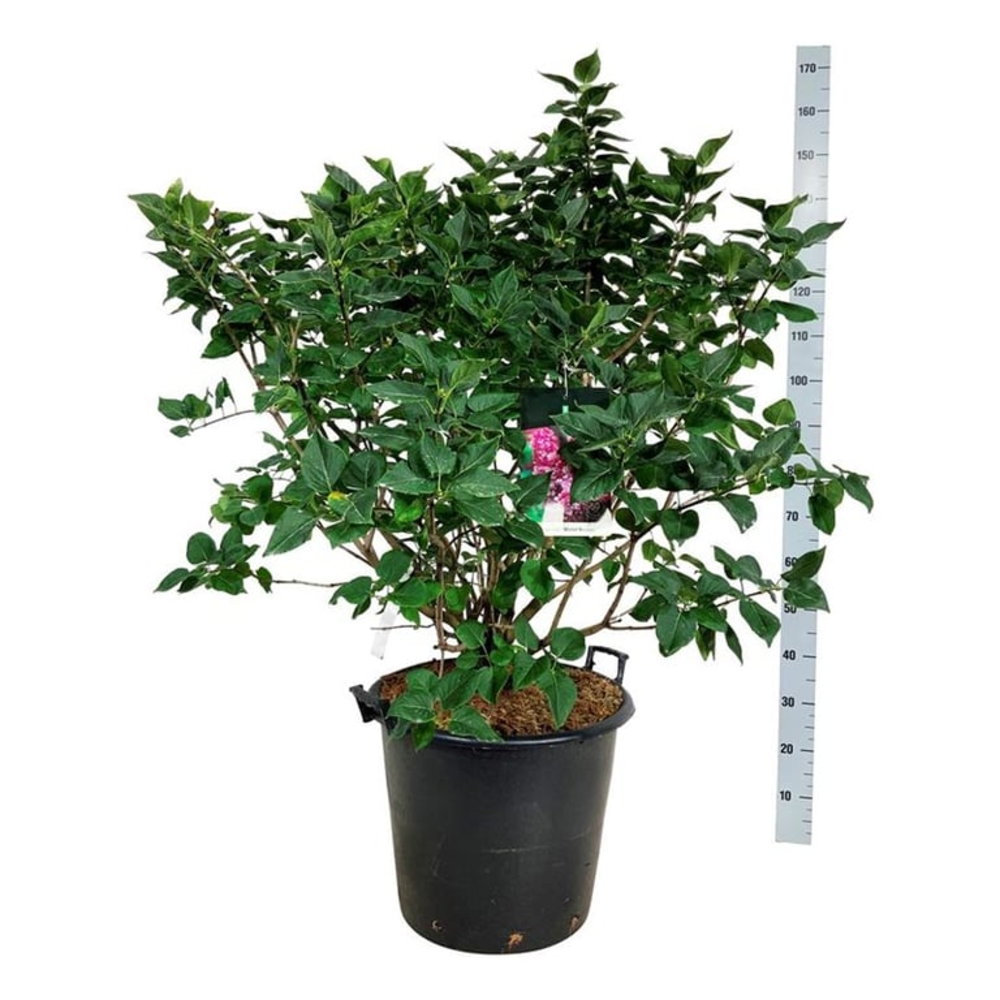 Syringa v. 'Michel Buchner'.
