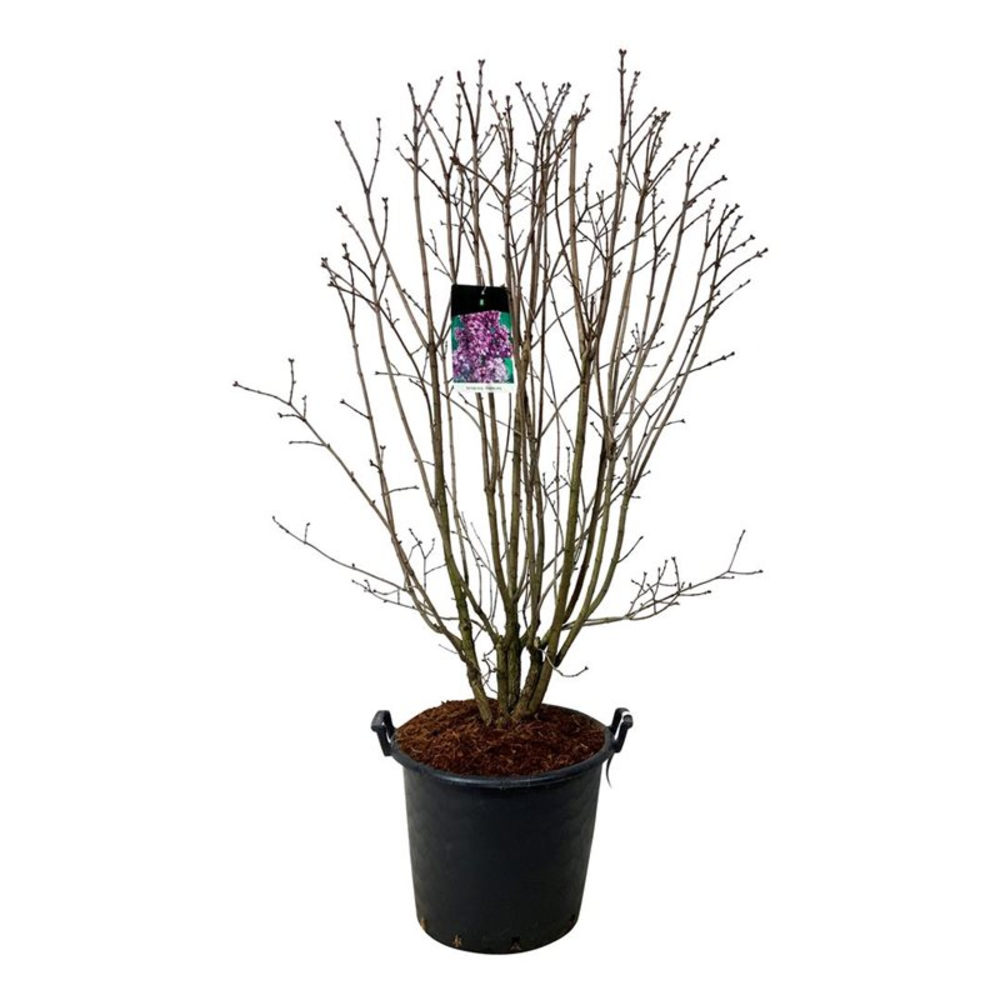 Syringa v. 'Charles Joly'.