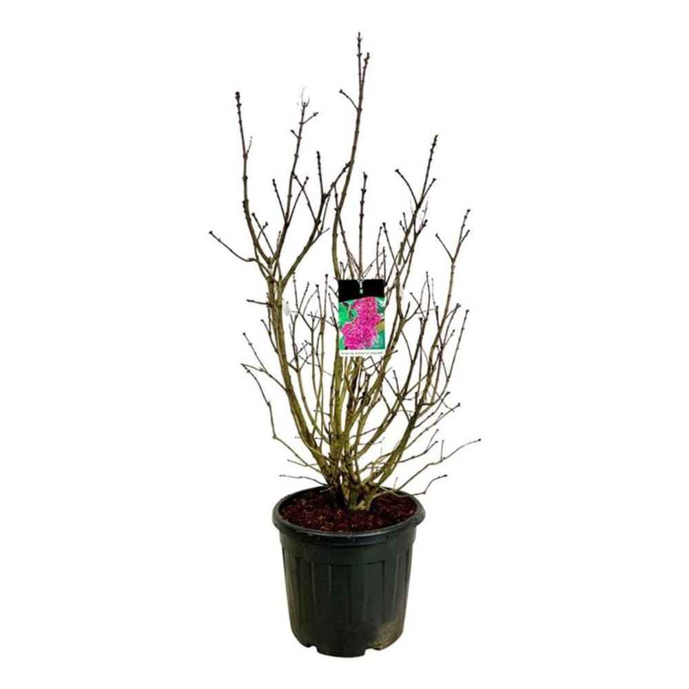 Syringa v. 'And. an Ludwig Späth'.
