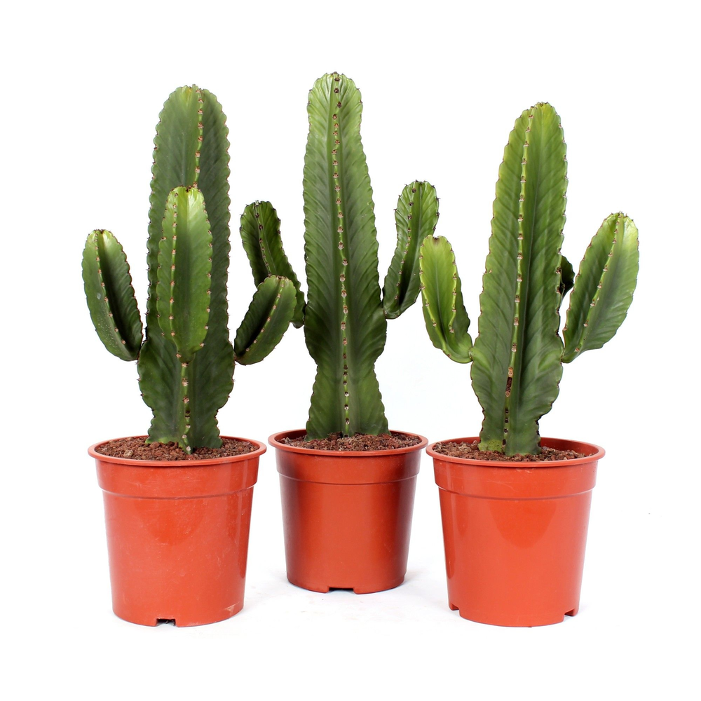 Euphorbia ingens canarias 21 cm.