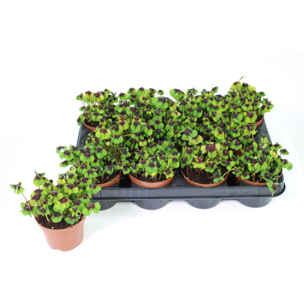 Oxalis deppei.