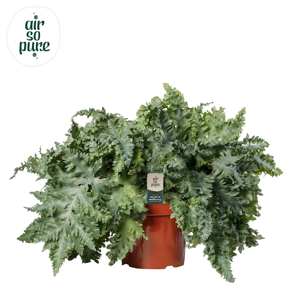 Phlebodium Davana - Air So Pure.