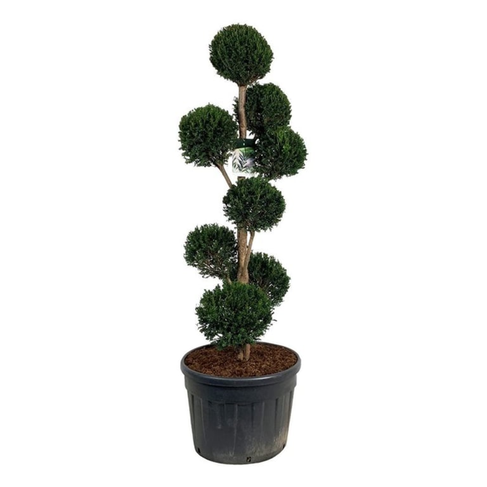 Taxus baccata.