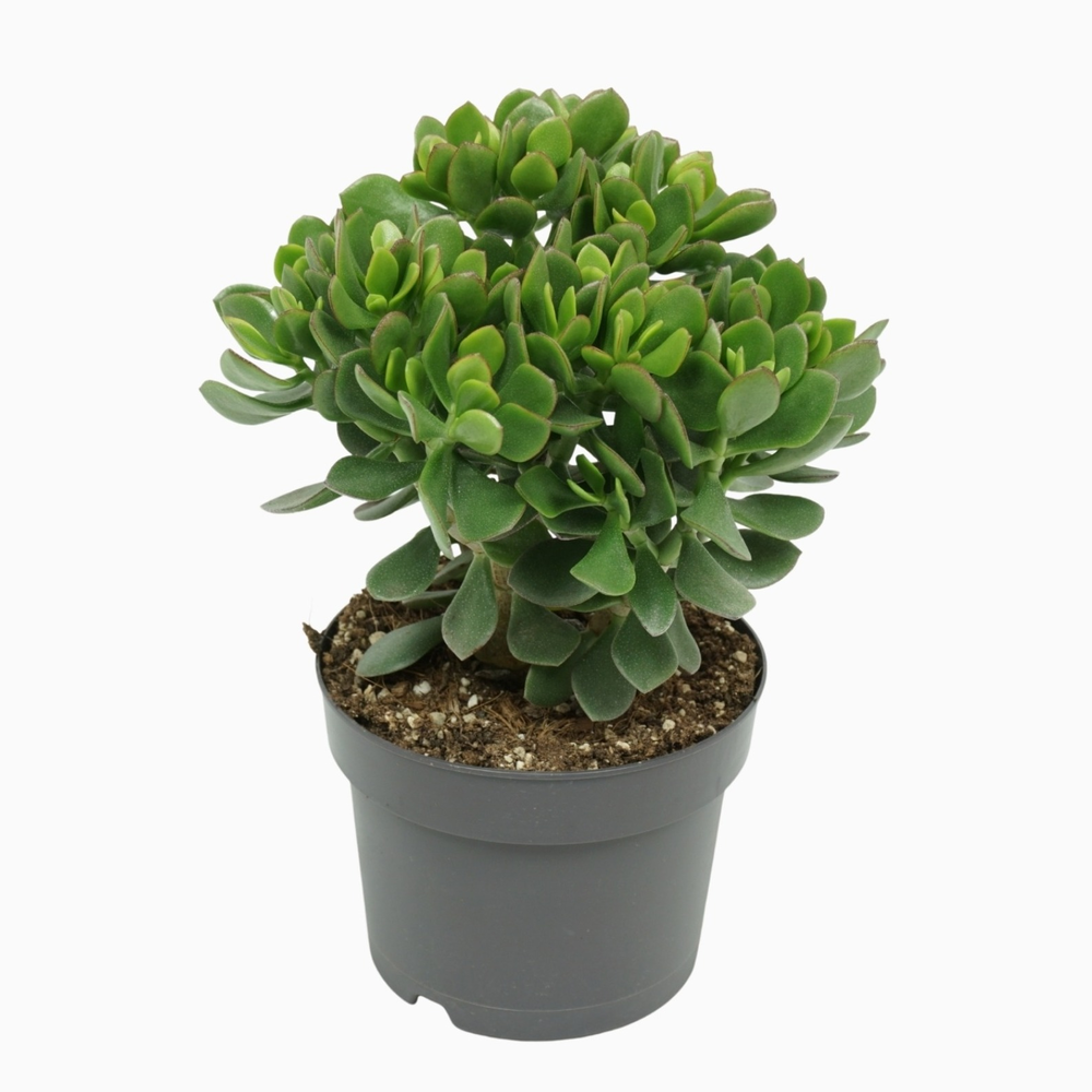 Crassula minova 17 cm.