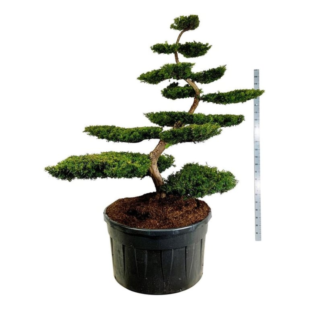 Taxus b. 'Summergold'.