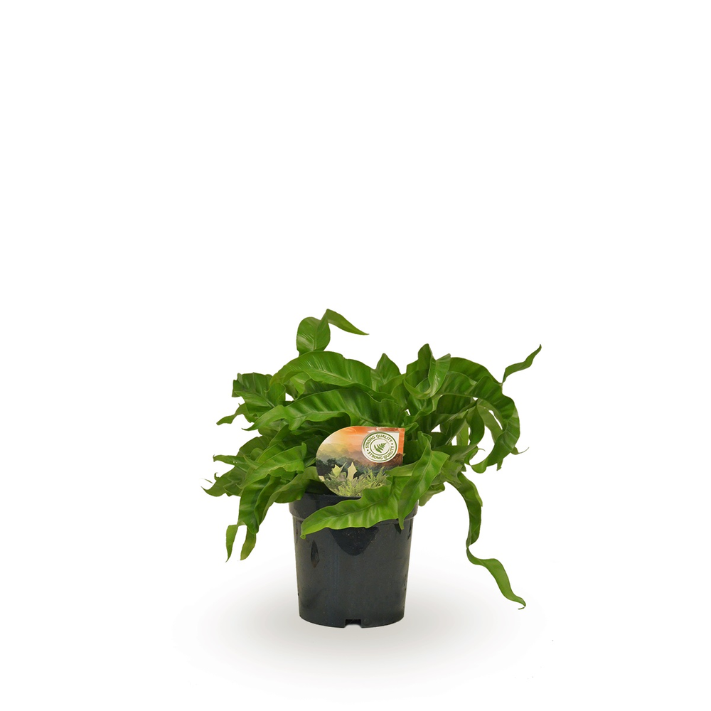 Asplenium Hurricane.