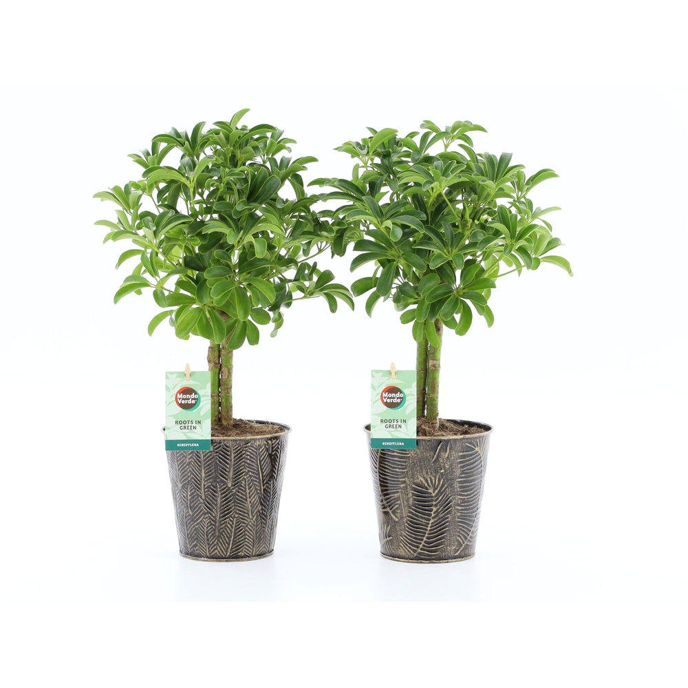 Schefflera Luseana in Iron-Leaf.