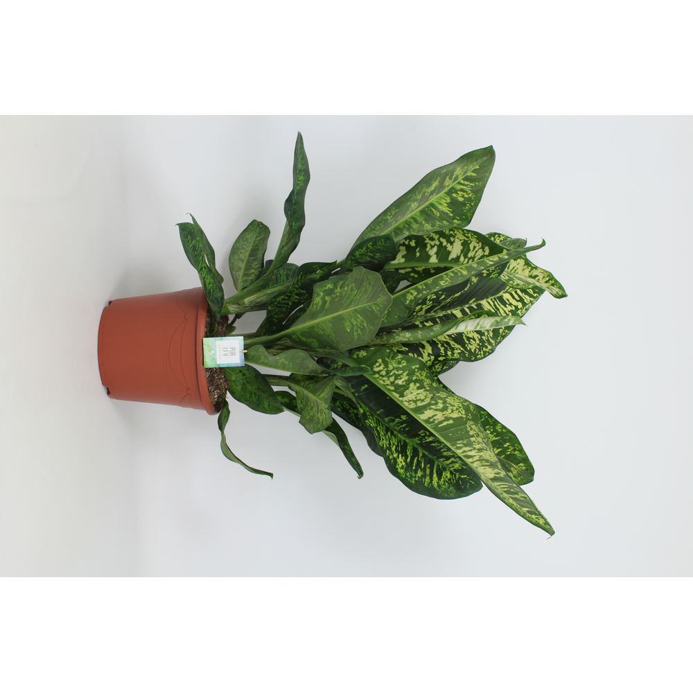 Purify Dieffenbachia Crown 35 cm.