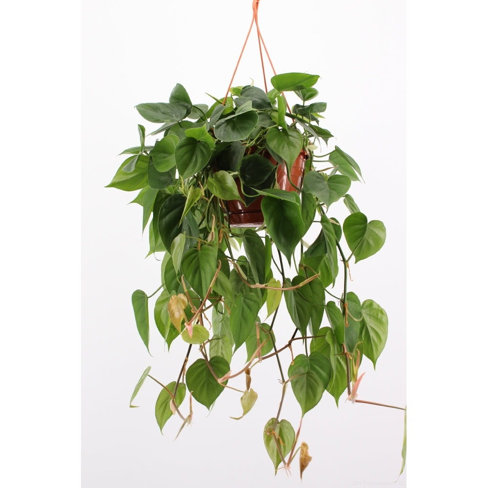 philodendron scandens hang.