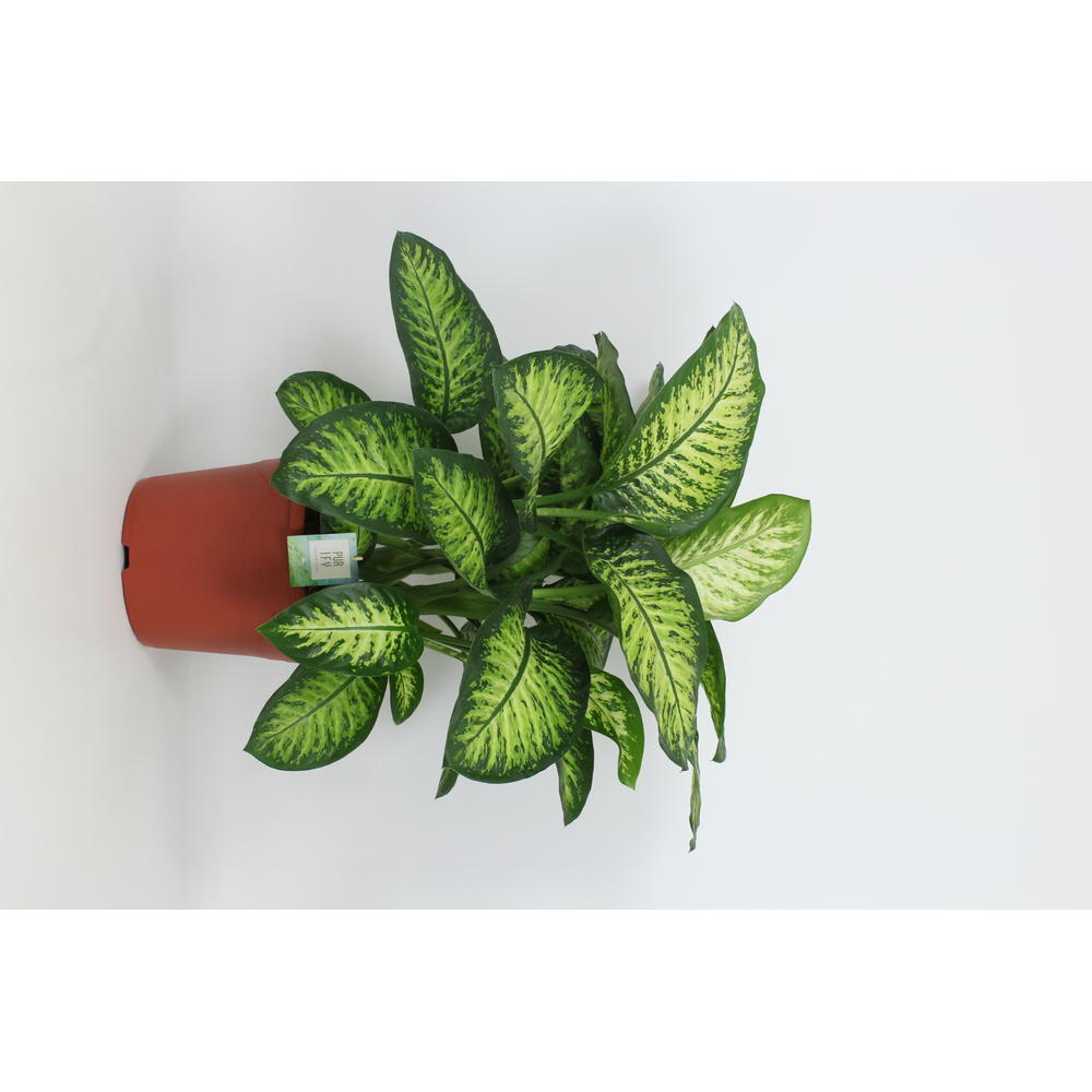 Purify Dieffenbachia Lemon Tropic 35 cm.