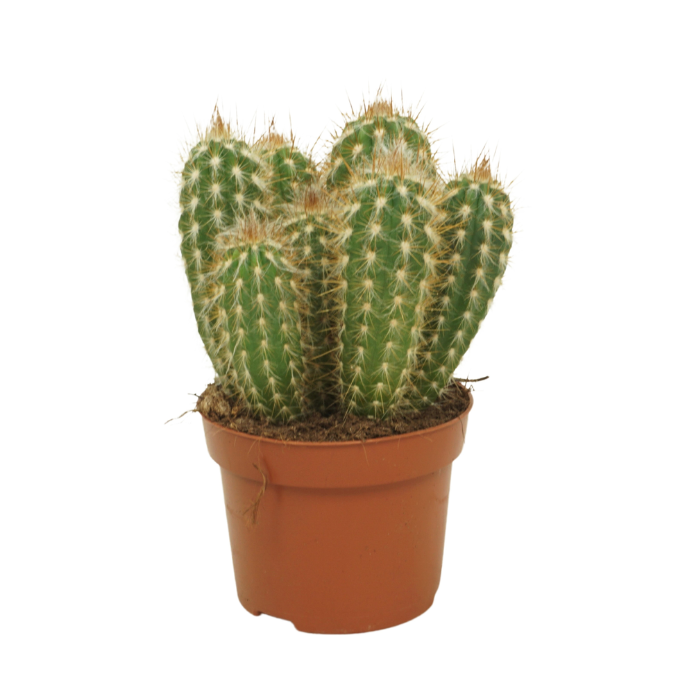 Pilosocereus gounellei 12 cm.