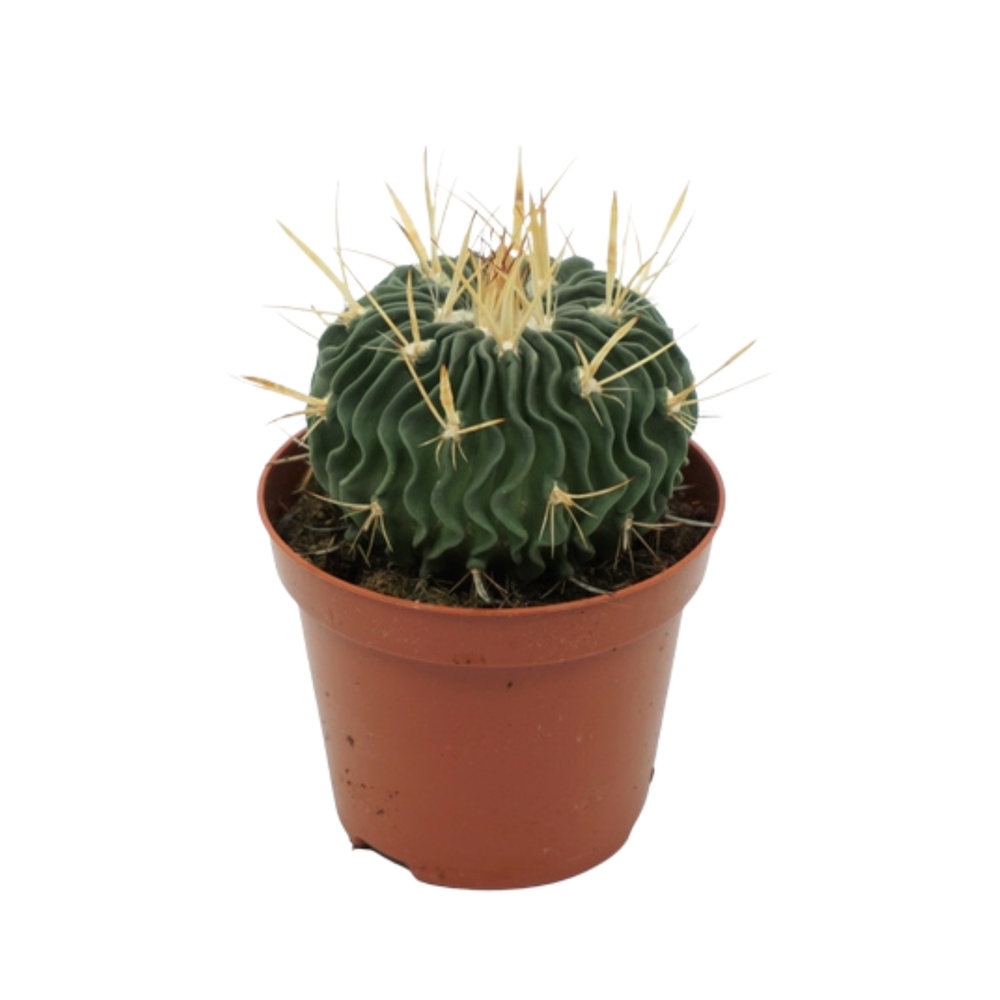 Echinofossulacactus 8,5 cm.