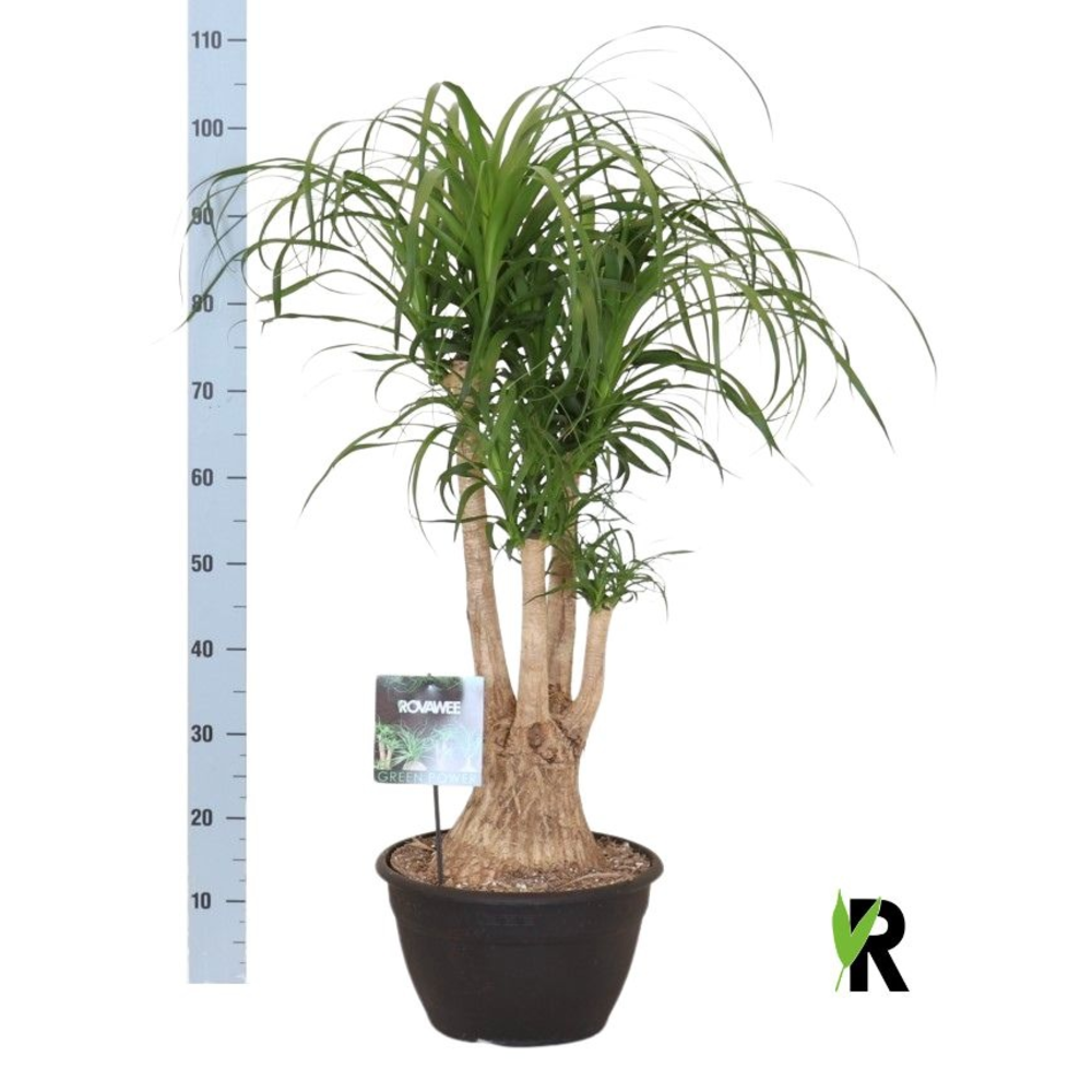 Beaucarnea rec. vertakt.