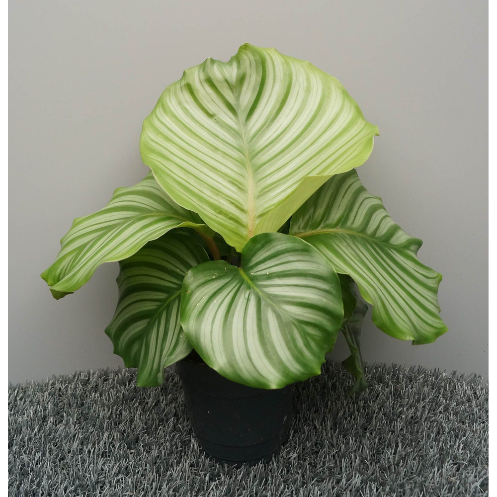 Calathea orbifolia.