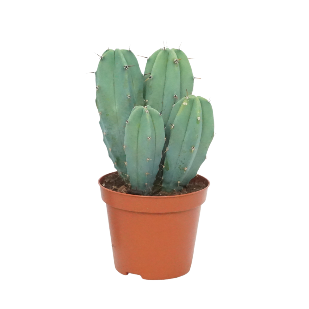 Myrtillocactus geometrizans 8,5 cm.