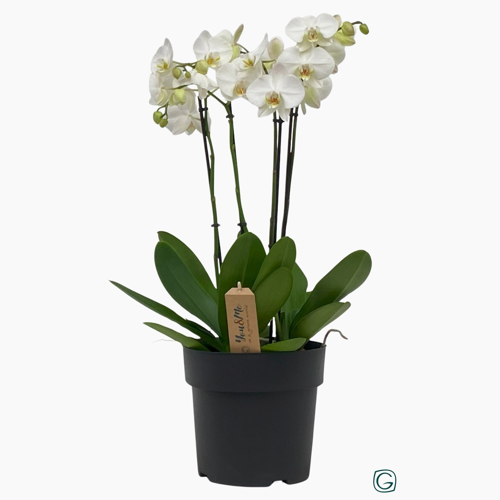 Phalae. XXL 4 tk white P23.