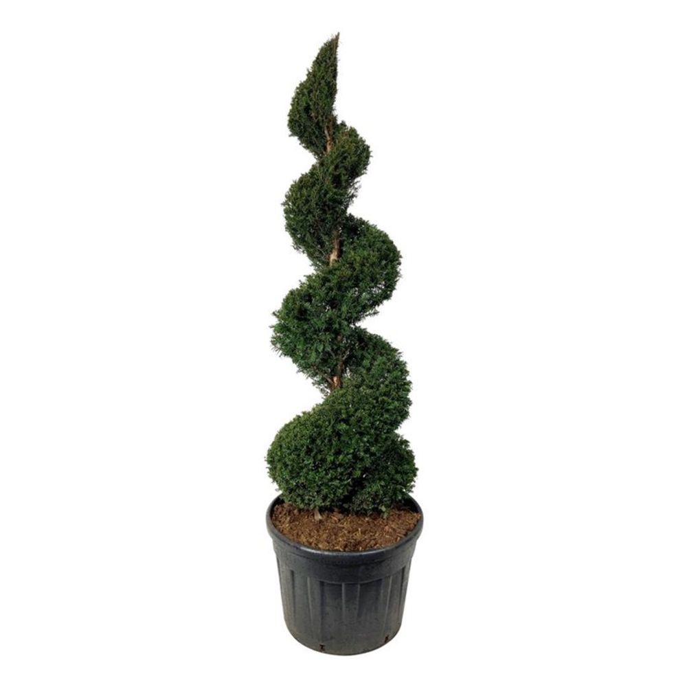 Taxus baccata.