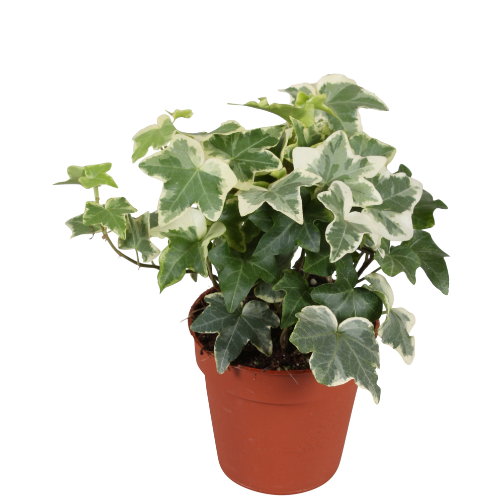 Hedera helix Tonny*.